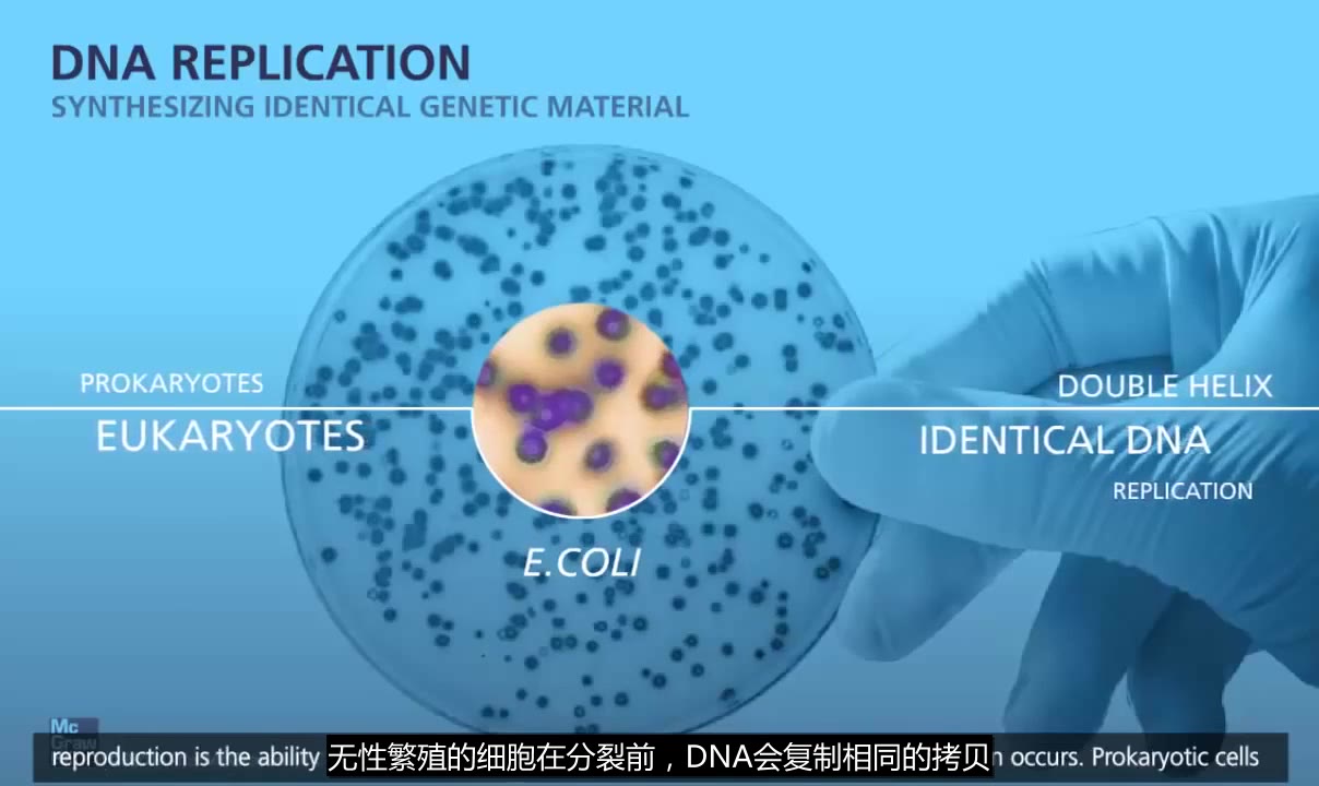 高清中字 高中生物 dna复制过程动画详解 哔哩哔哩 つロ干杯 bilibili