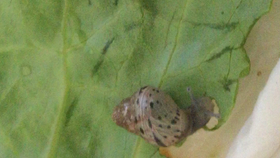 da9dc74319c3cc7931d070ceb0ab1974936149d9.jpg@280w_158h_1c_100q.jpg