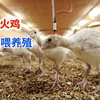 加拿大火鸡现代化养殖场，雏鸡分级投喂饲料长肉迅速