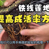 很多花友地栽铁线莲为啥不成活？教大家简单套个盆来提高成活率