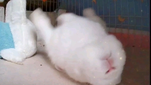 兔子到底能不能吃葡萄呢 dad2ee07299b55f41d6440f703c3746f9973291e.jpg@310w_174h_1c_100q.jpg