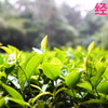 经典回顾《风雨彩虹 铿锵玫瑰