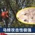 四川一男子摘马蜂窝，被挂35米大树一夜身亡，防蜂服或成致命原因
