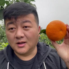 爱媛果冻橙到底是橙子还是橘子？说的是橙子，没有橙香味，说的是橘子，又叫果冻橙