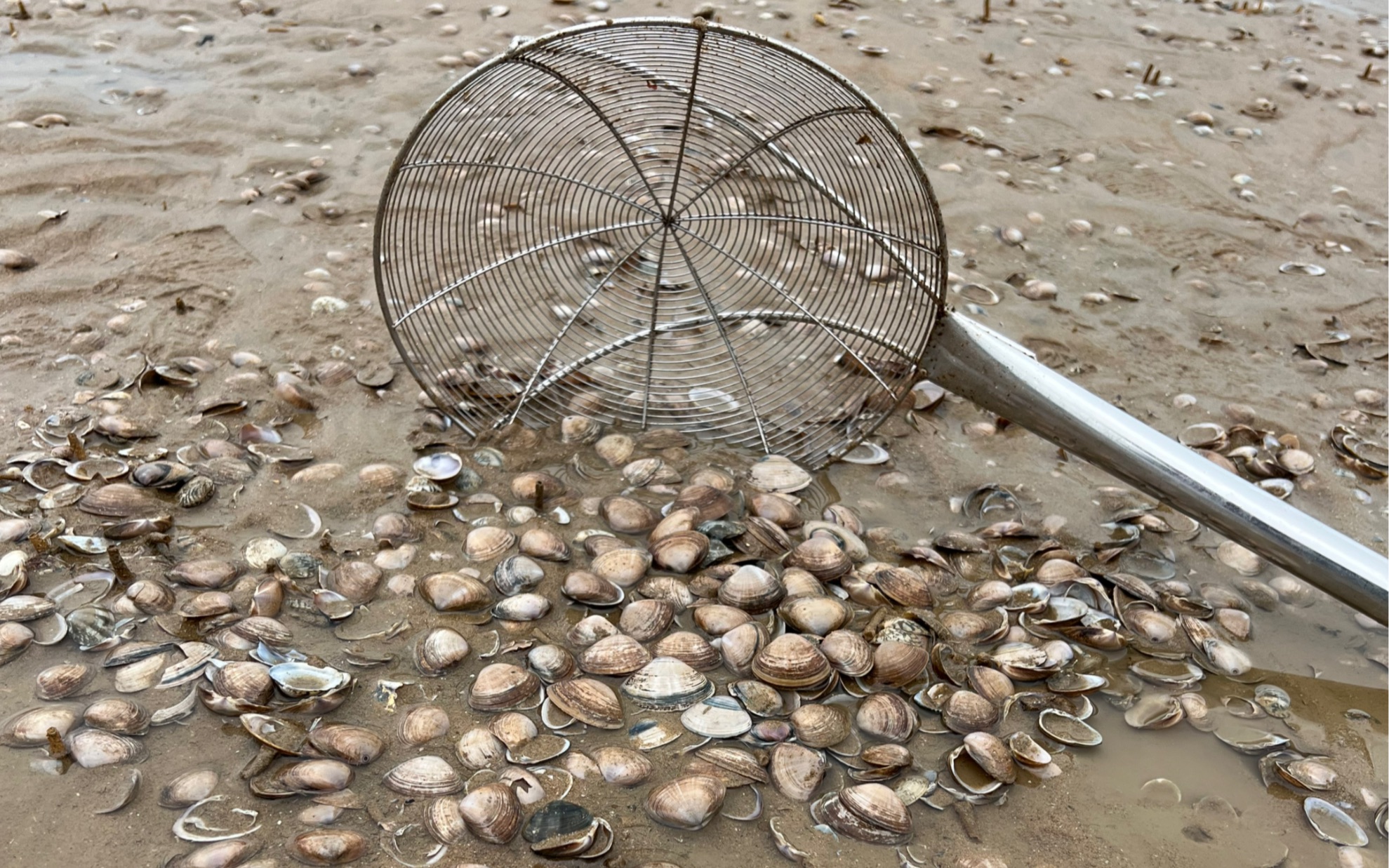 雷子赶海：在养殖蛤蜊的沙滩用漏勺挖一下是什么体验