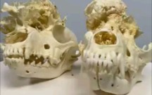 动物头骨-病理犬头骨