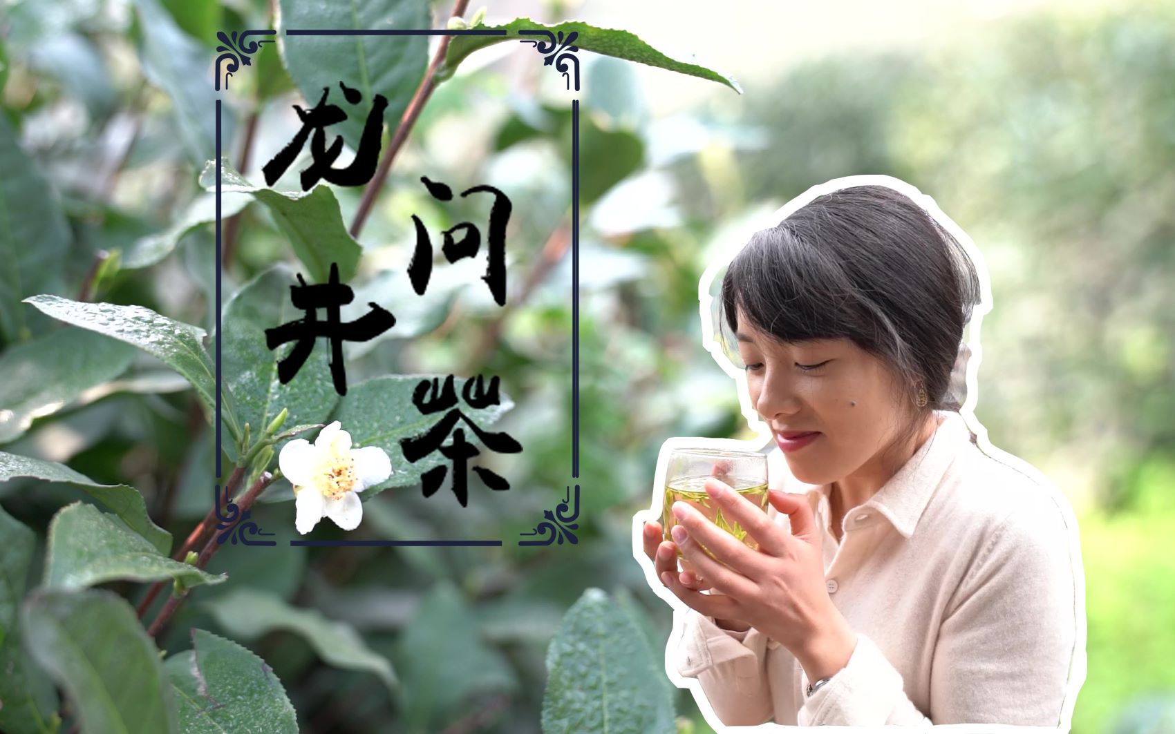 龙井问茶(二 这份龙井,我们称它"雪莉茶,可好?