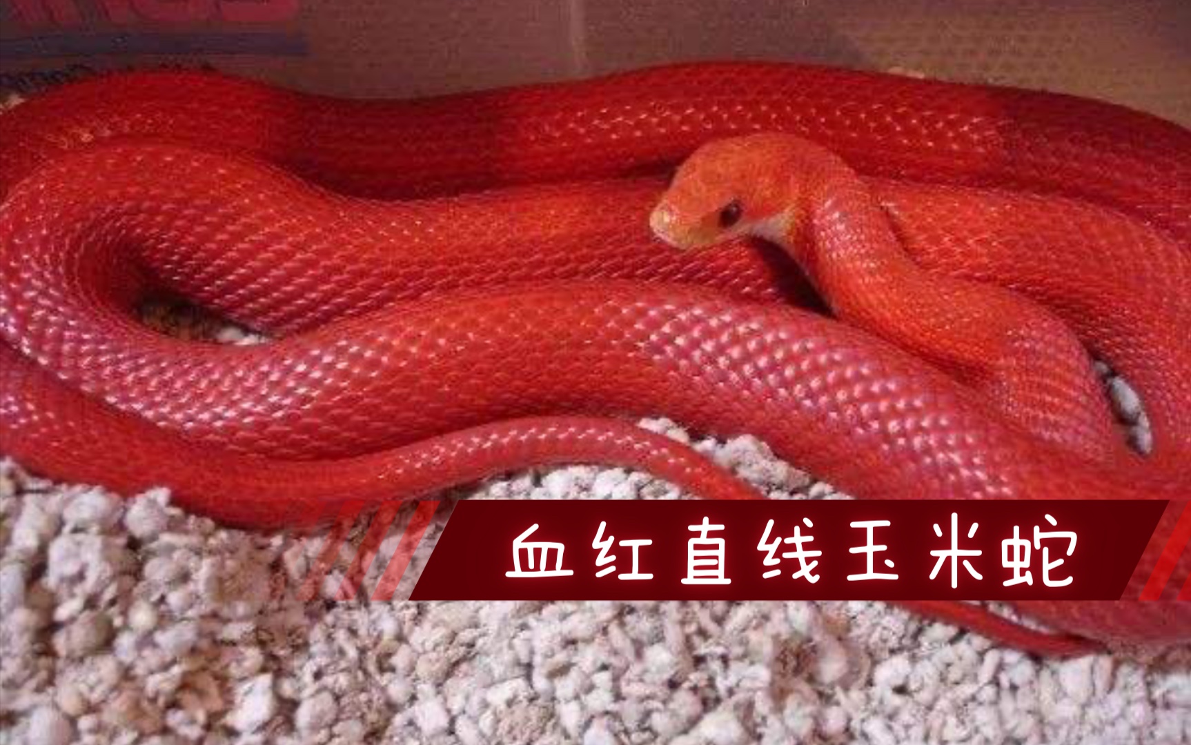 【玉米蛇】超温顺的血红直线玉米蛇