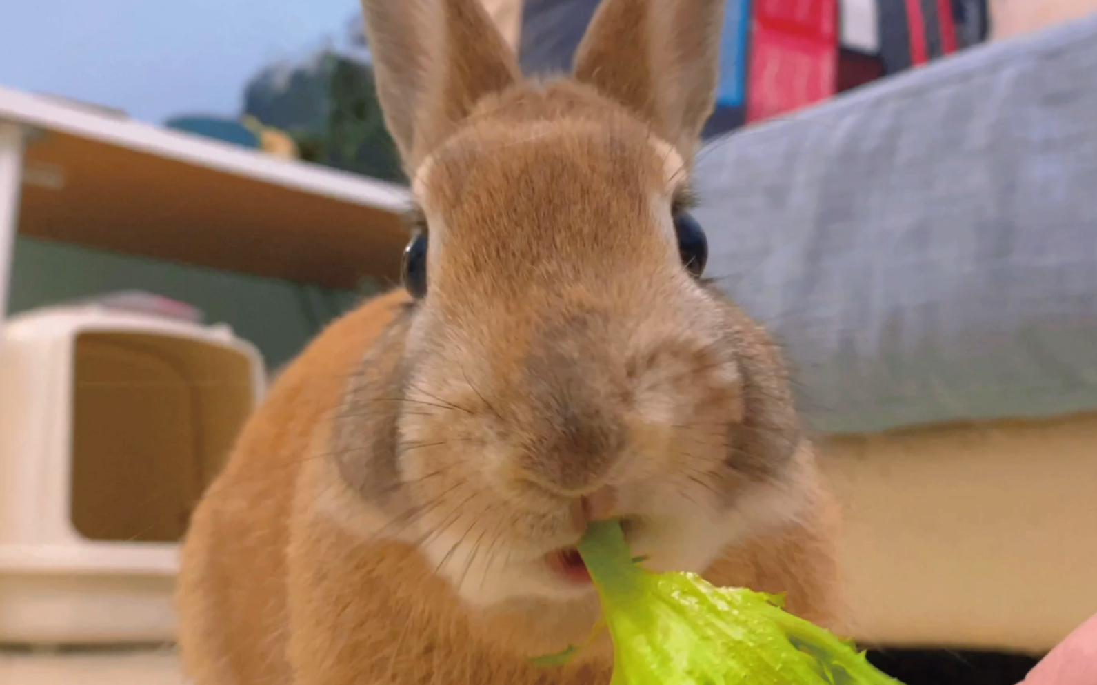 兔兔这么可以，怎么可以吃兔兔呢 - 知乎