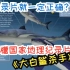 虎鲸和大白鲨系列（三）虎鲸是大白鲨的天敌和鲨鱼一翻身就不能动的谣言竟出自纪录片！
