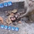残忍母猴虐杀刚分娩幼猴，手段令人发指。
