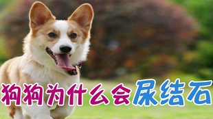 狗为啥会被吓尿 db903b9b24ec8858660e14314cffc793c67fa2b1.jpg@310w_174h_1c_100q.jpg