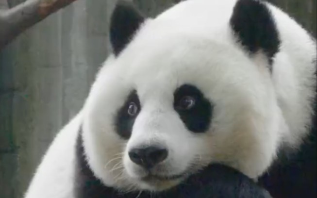啊啊啊啊啊啊，第一次见到这么富态美的熊猫宝宝啊，美晕了简直