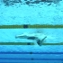 难得一见的女子100米蛙泳比赛水下全景技术