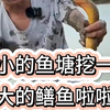在小小的鱼苗塘里挖呀挖，这大大的鳝鱼它就来了啦