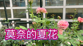 dbfa7a894c58874d520f1d60fb3eaa925d0bee81.jpg@280w_158h_1c_100q.jpg