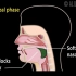 动画 | 吞咽反射的三个阶段及神经控制概述