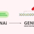 基因沉默技术大比拼- CRISPR vs. TALENs vs. RNAi.