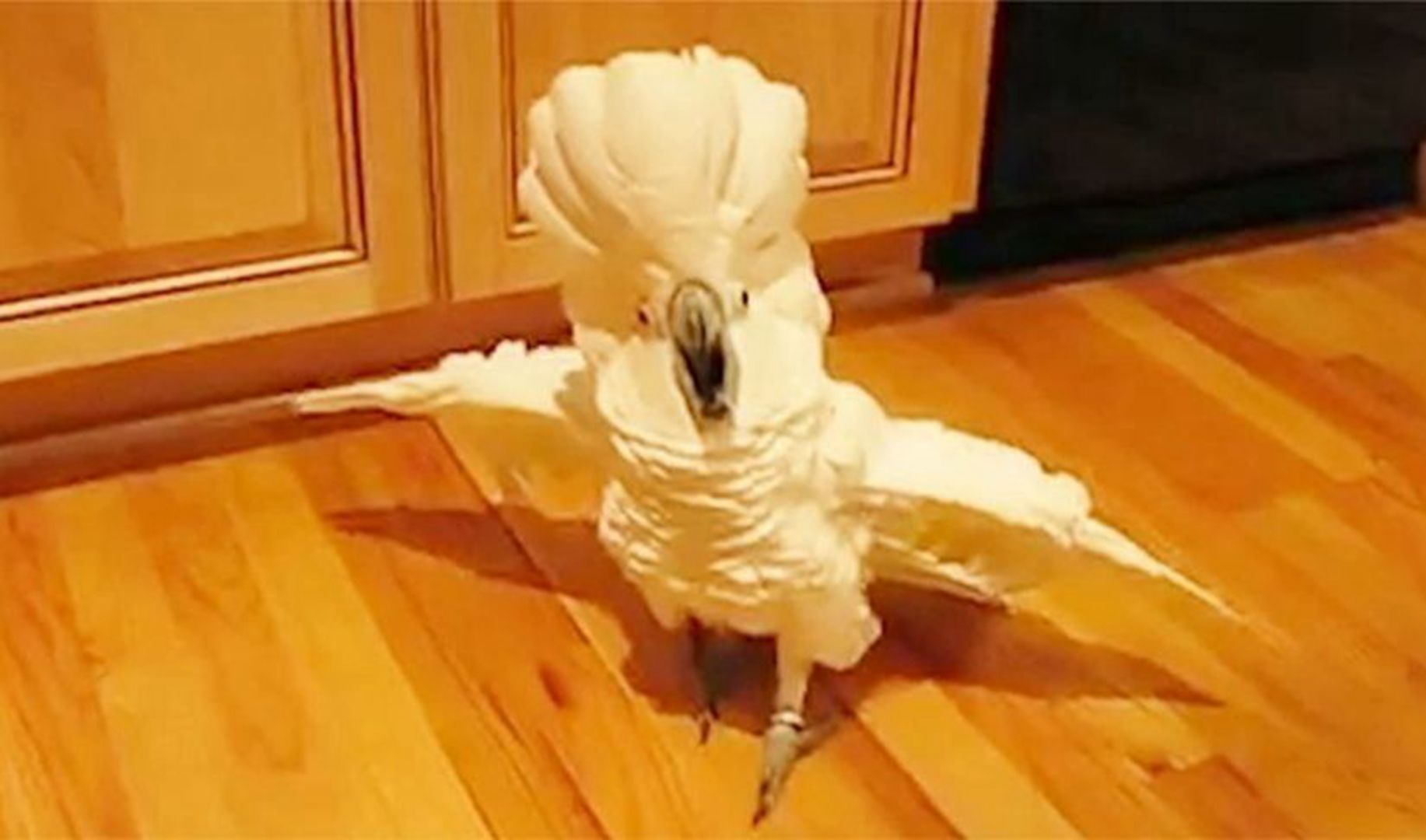 因主人做饭太慢，鹦鹉跑到厨房直接一顿训斥，全程嚣张到不行