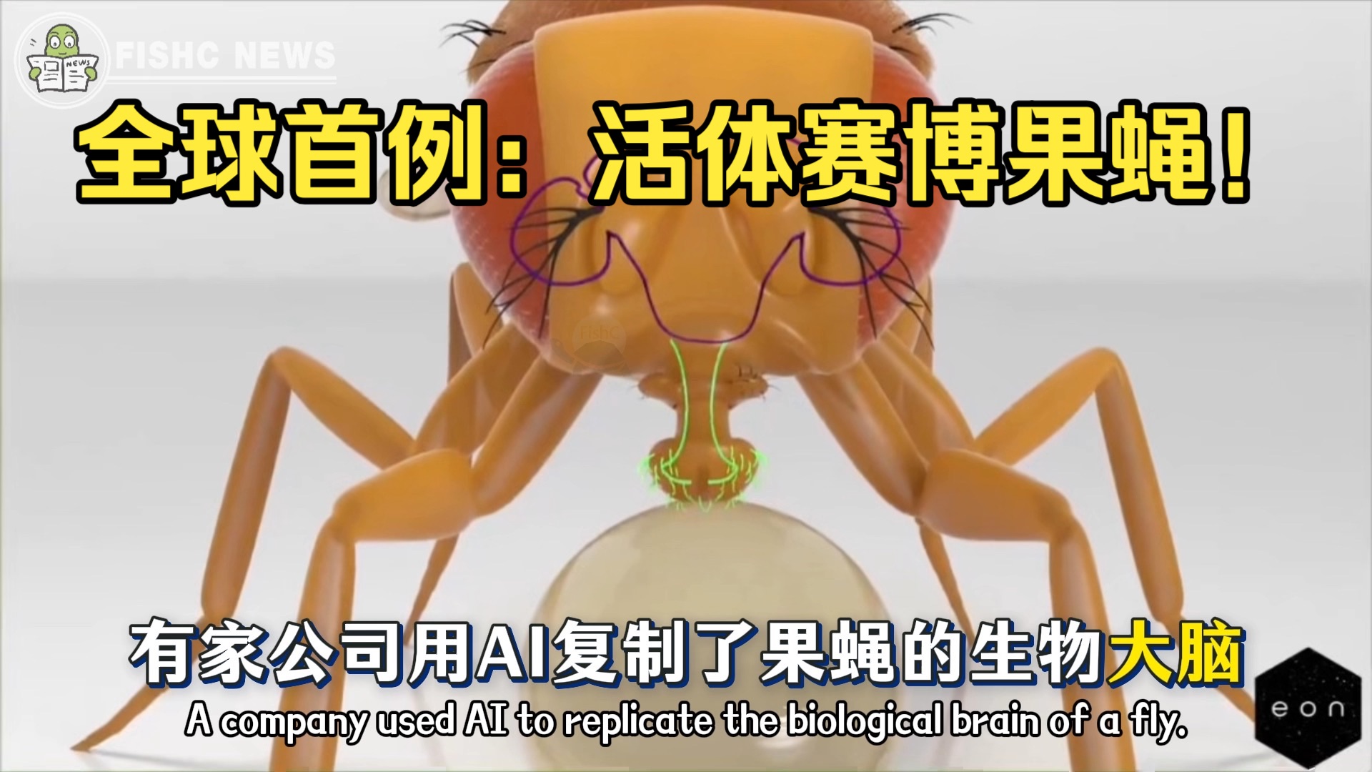 马斯克惊叹❗️首个「赛博果蝇」活了，多行为大脑完整上传，自主驱动数字躯壳❗️黑镜来了