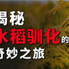 水稻驯化史：从野草到餐桌，一粒稻米的成长日记