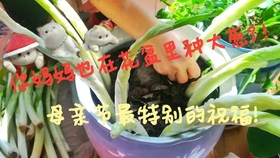 啥时候种大葱最佳 dc35331389be2bd495d313037c6c97055c0f347a.jpg@280w_158h_1c_100q.jpg