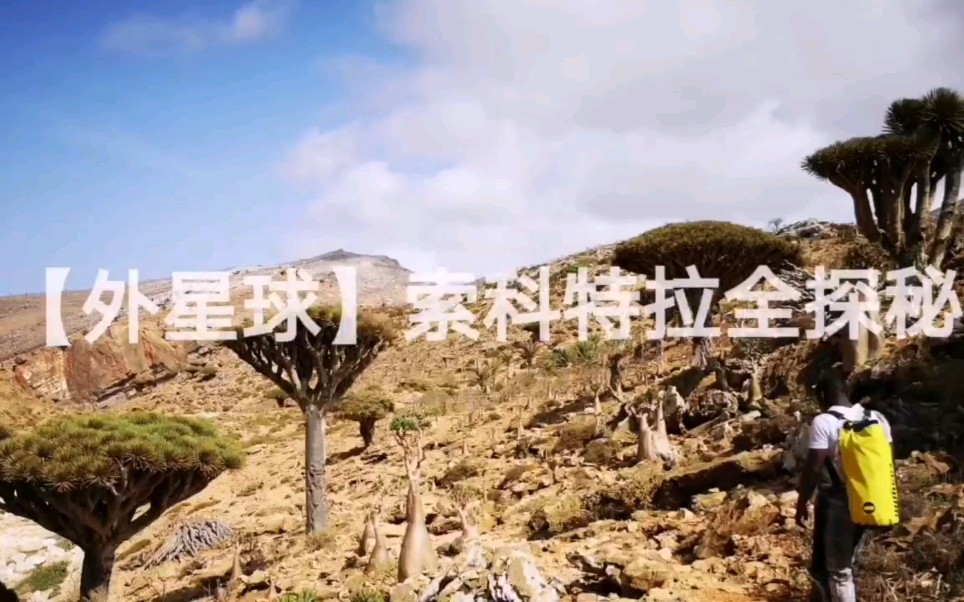 中国人首次深度探秘【外星球】索科特拉岛视频全记录04