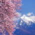 自然治愈4K / 日本桜之絶景「わに塚の桜」感受春天的气息~