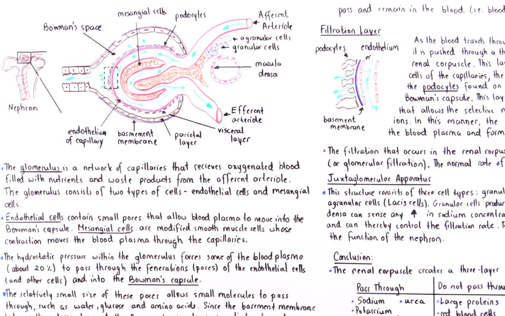 filtrationinrenalcorpuscleglomerulusandbowmanscapsule