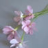 这么漂亮的花做法竟然这么简单，美美的格桑花，给你最美好的祝福