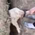 这只笨羊是被卡在裂缝里呢还是一心只想呆在裂缝里？