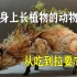 树懒，从吃到拉要50天，角雕是它最大的天敌