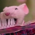 原来老鼠刷牙，也和人一样，就是牙刷大了点～