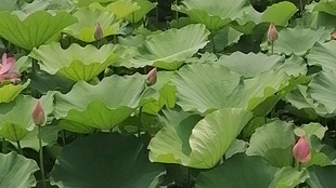 dc81c6274499d74ef39de5e00d7843eab4632e05.jpg@310w_174h_1c_100q.jpg