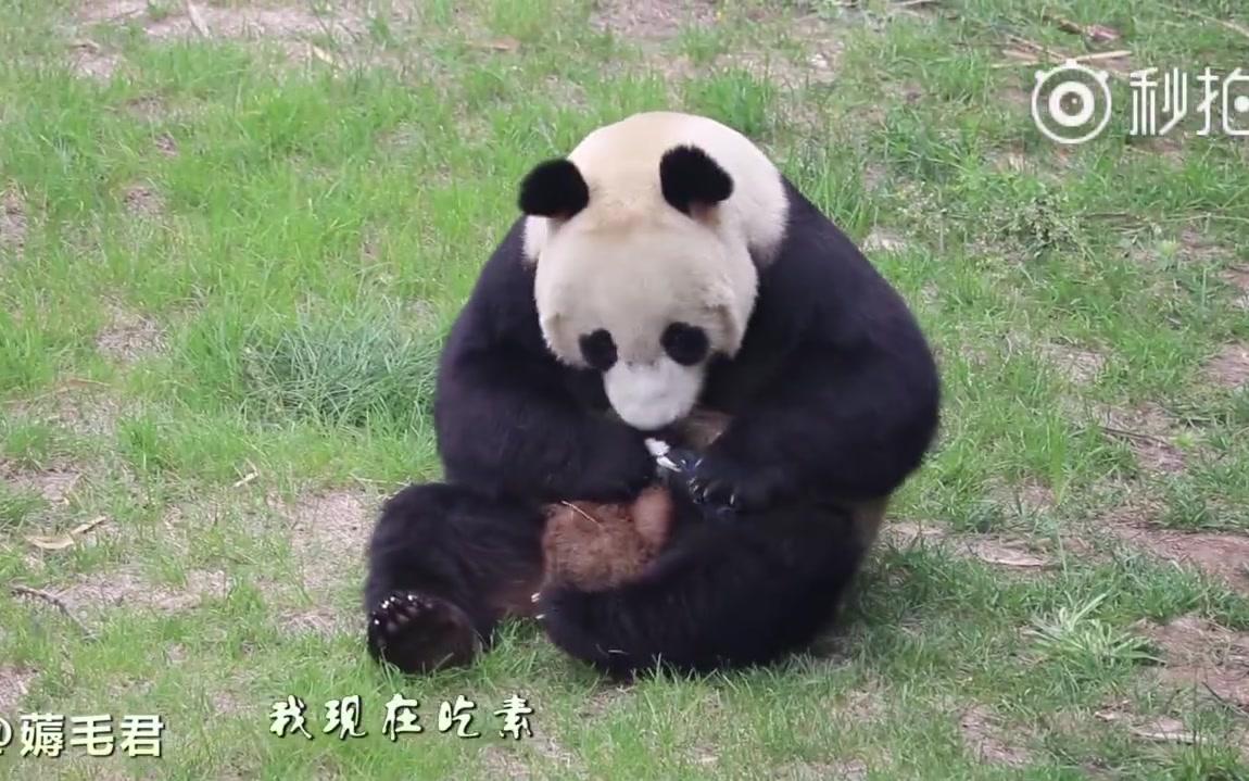 【大熊猫】浦浦又搞事，辣手摧鸟