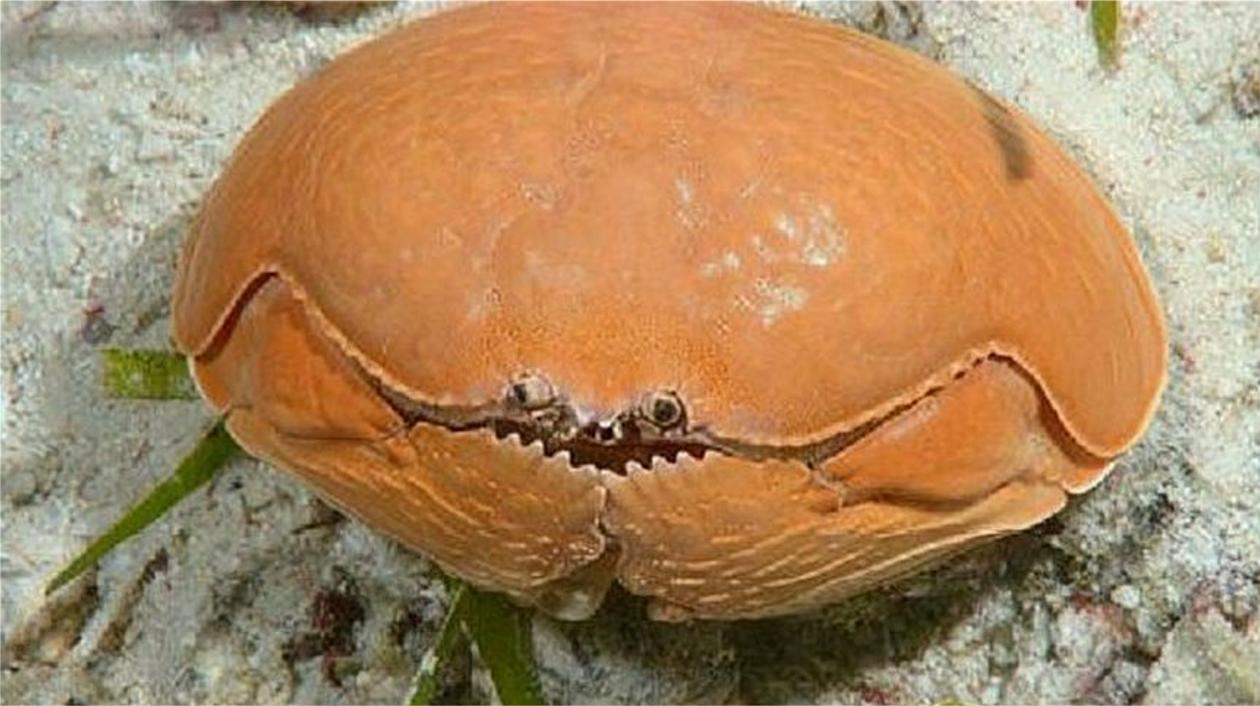 一种没有尊严的螃蟹，渔民见到懒得捡，但却被商贩当成面包蟹售卖
