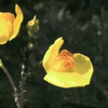 中文【植物的疯狂世界
