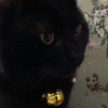 一个偷吃 一个偷看！这小黑猫在干嘛