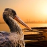 【武汉湿地系列】天兴洲-水鸟们的隐世家园