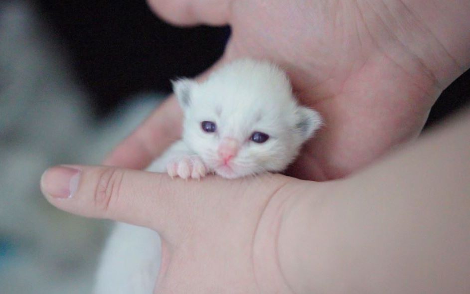 布偶猫出生第十二天的小布偶猫是怎么叫的呢