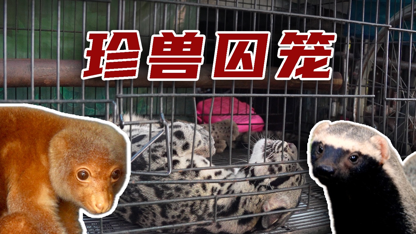 珍兽囚笼！泰国芭提雅怪物水族馆上篇！