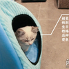 【NOVA·布偶猫】成长日记DAY