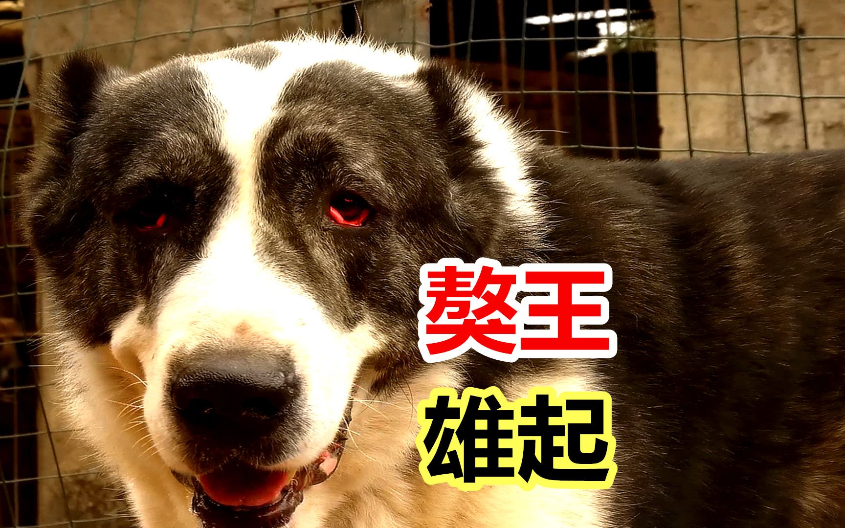 藏獒被中亚猎狼犬和德牧欺负之后在拉布拉多犬身上找回了自信