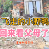 飞走几天的小野鸭，回来看父母了，一大家子团聚