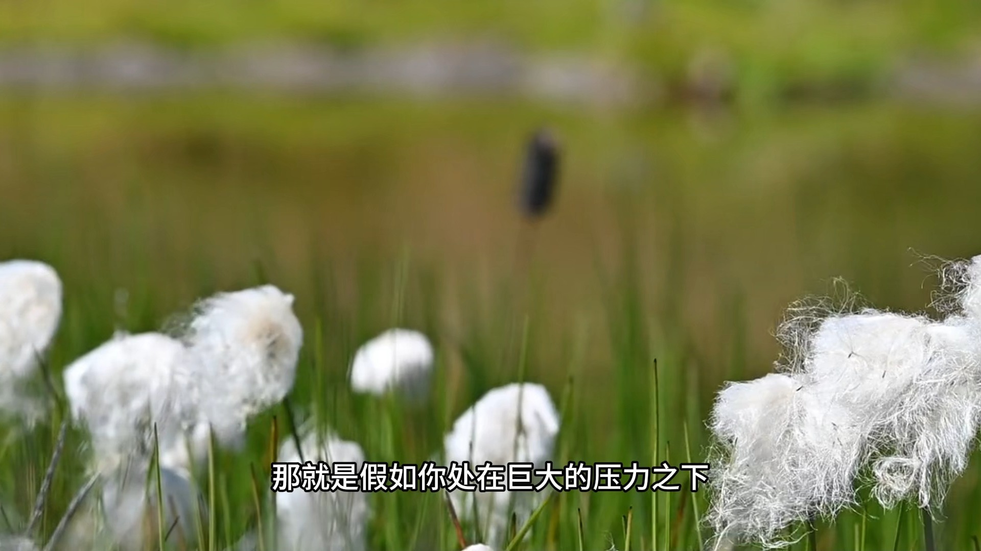 如何化解压力带来的一切身心问题？千万别再颠倒着看待它了！境随心转则悦，心随境转则烦！