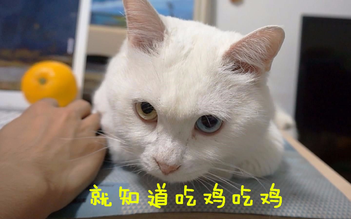 主人在家就知道吃鸡,猫真生气了,后果很严重 #确认过眼神