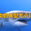 鱼类的体型大小比较