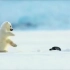 海豹不小心吓到了北极熊宝宝，太可爱了