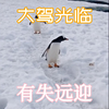 两只好可爱的企鹅啊，快来给我抱抱