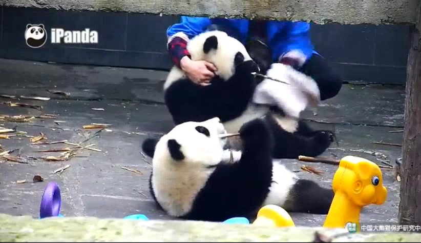 2017.11.14《大熊猫乔伊乔良盼青鸿喜》-现在盆盆奶都分开喝了